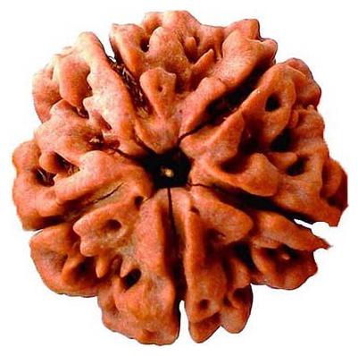 

Rebuy Original Five Mukhi Rudraksh Certified