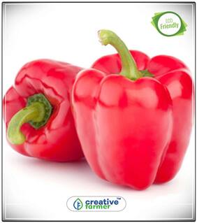 Red Capsicum Seeds Ornamental Vegetable Seeds Perfect Home Garden Plant Seeds