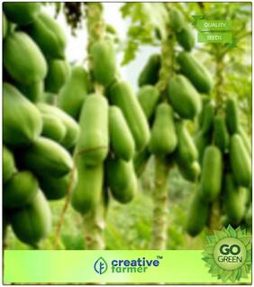 Red Papaya Fruit Seeds Premium Kitchen Garden Plant Seeds