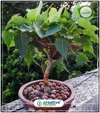 Religious Tree Ficus Religiosa - Asvatthamara Herb Seeds Bonsai Tree Seeds Tree Bonsai Seeds Perfect Home Garden Plant Seeds