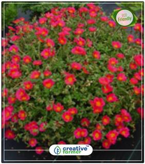 Rock Rose Gardening Seeds Perfect Home Garden Plant Seeds