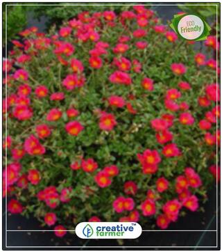Rock Rose Gardening Seeds Perfect Home Garden Plant Seeds