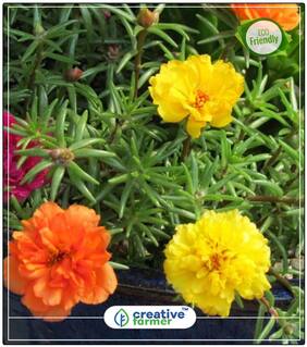 Rose Moss Winter Seeds For Home Garden Perfect Home Garden Plant Seeds