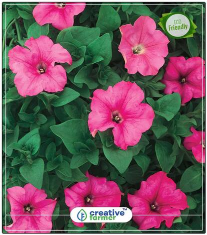 Rose Pink Petunia Seeds Seeds For Home Garden Perfect Home Garden Plant Seeds
