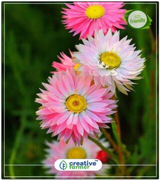 Rosy Everlasting Plants Seeds Decorative Perfect Home Garden Plant Seeds