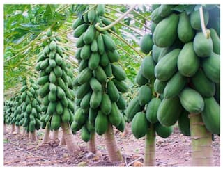 Wallpaper Buy Royal Paradise Garden Dwarf Hovey Papaya Seeds Fruit Seeds Free