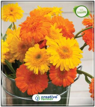 Ruddles (Dwarf) Plant Seeds For Grow Bags/Pots Perfect Home Garden Plant Seeds