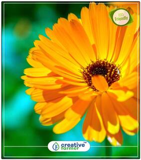 Ruddles Flower Mixed Plant Seeds Exotic Perfect Home Garden Plant Seeds