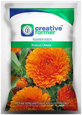 Ruddles Orange Seeds For Home Garden-50 Seeds by Creative Farmer