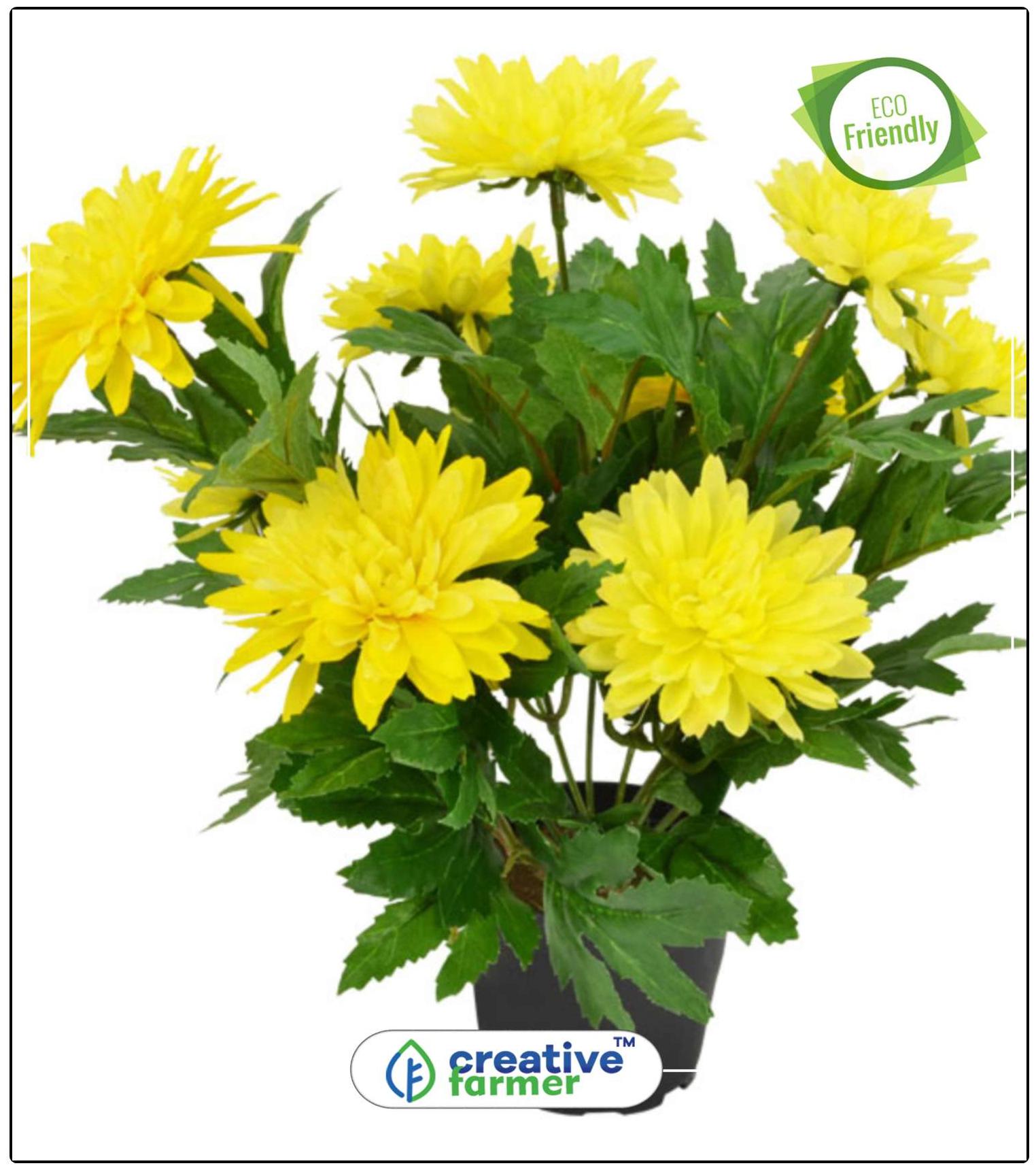 https://assetscdn1.paytm.com/images/catalog/product/H/HO/HOMSAAMANDI-CHRCREA887473ABA8DBA/1563112100264_0..jpg