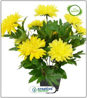 Saamandi- Chrysanthemum Flower Seed And Plants Combo Perfect Home Garden Plant Seeds