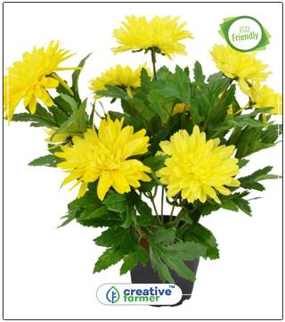 Saamandi- Chrysanthemum Flower Seed And Plants Combo Perfect Home Garden Plant Seeds