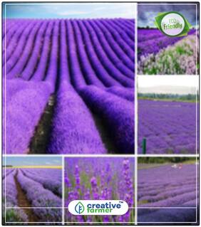 Sacred Herb Lavender Herb Seeds For Home Garden Perfect Home Garden Plant Seeds