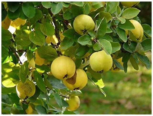 Sacred Tree Of Indian Heritage - Bael Seeds - 30 Seeds for Growing by Creative Farmer