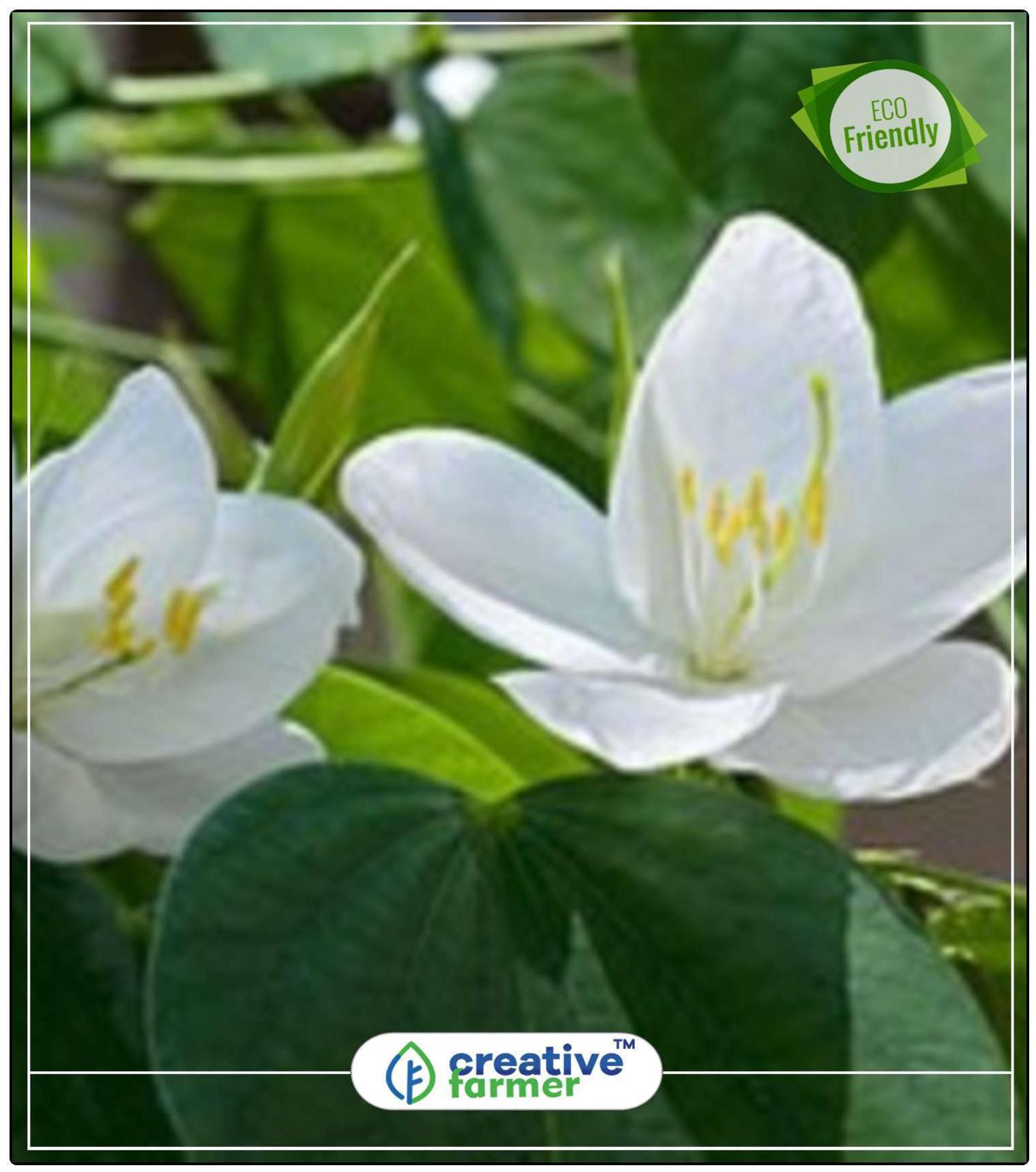 https://assetscdn1.paytm.com/images/catalog/product/H/HO/HOMSAFED-KACHNACREA88747D7BBF3CB/1563043602130_0..jpg