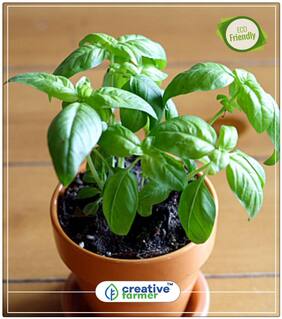 Saint-Joseph'S-Wort - Culinary Herb Seeds - 50 Seeds Herb Seeds For Home Garden Perfect Home Garden Plant Seeds