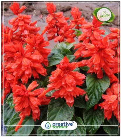 Salvia Freeze Mix Plant Seeds For All Season Perfect Home Garden Plant Seeds
