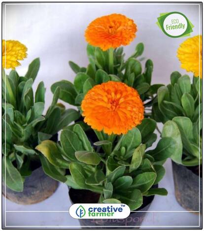 Scottish Marigold Mixed Flower Seed Pack Perfect Home Garden Plant Seeds