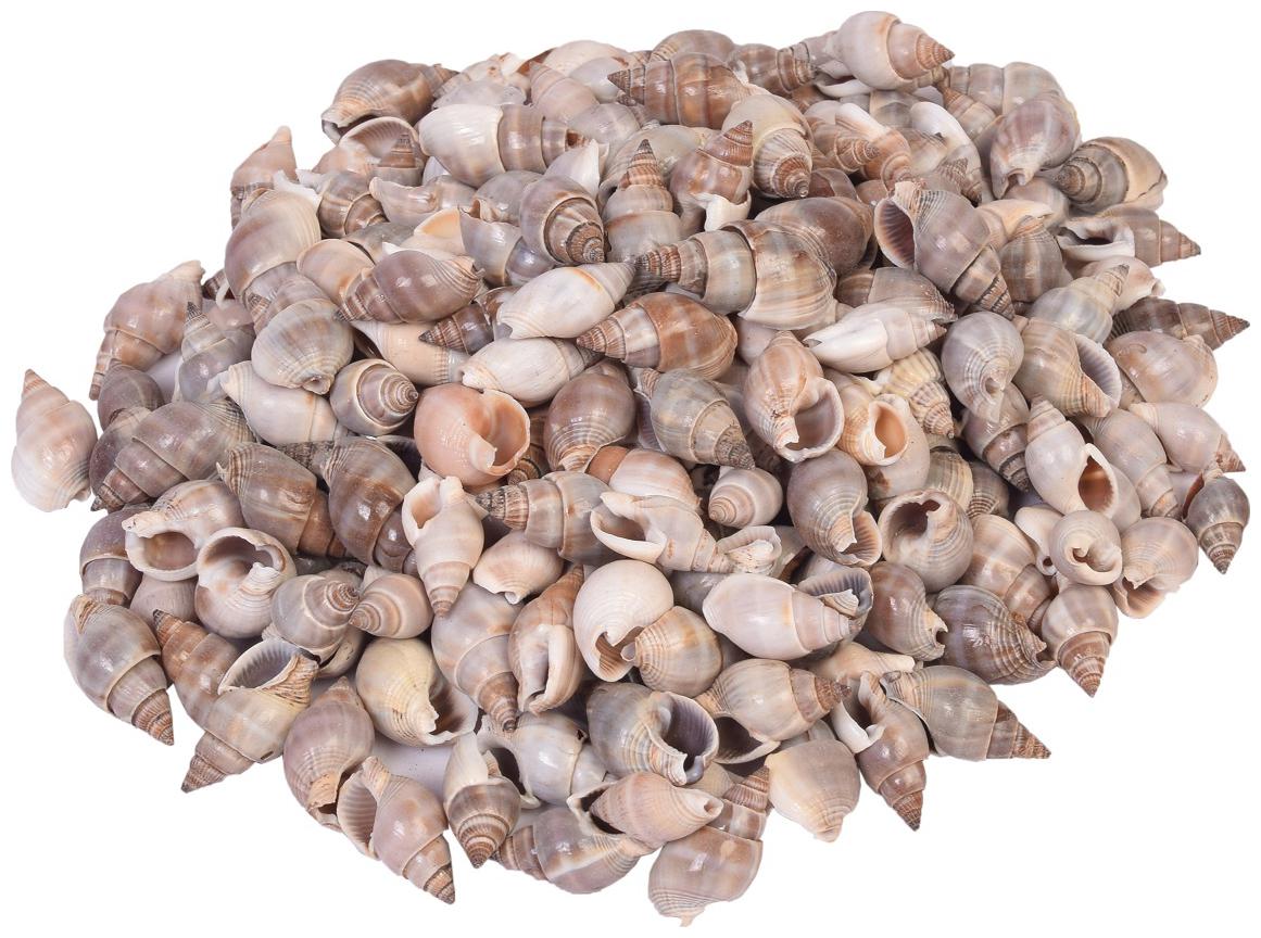 

Sea Shells Shankh New 250 pcs (500 gS Pack) Used in Aquariums Art Crafts Decorations Table Decoration