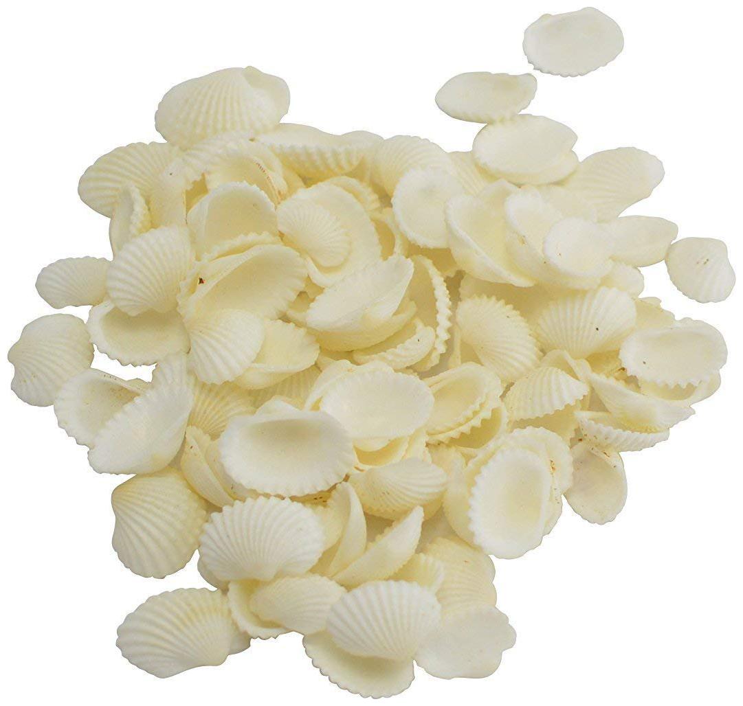 

Sea Shells White 500 Gm Pack Used in Aquariums Art Crafts Decorations Table Decoration Approx (500 pcs) Size 2cm