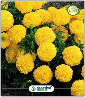 Seeds : African Marigold Hawaii Yellow Flowering Plants Seeds Economy Gardening Plant Seeds