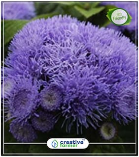 Seeds : Ageratum Balls Mix Plant Seeds For Grow Bags/Pots Economy Gardening Plant Seeds