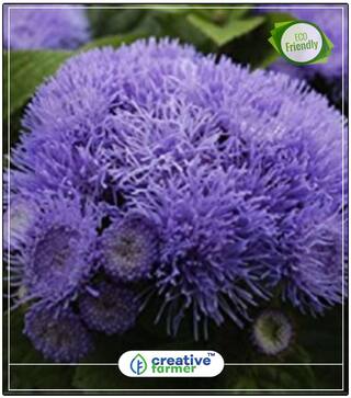 Seeds : Ageratum Balls Mix Plant Seeds For Grow Bags/Pots Economy Gardening Plant Seeds