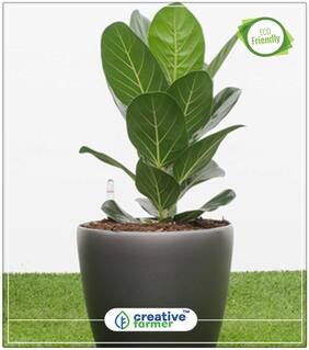 Seeds : Air Purifier Plant Seeds Ficus Benghal Ornamental Tree Economy Gardening Plant Seeds