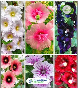 Seeds : Alcea Rosea Flower Seeds Winter Economy Gardening Plant Seeds
