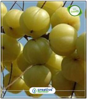 Seeds : Amla Tree Seeds Fruit Seeds Economy Gardening Plant Seeds