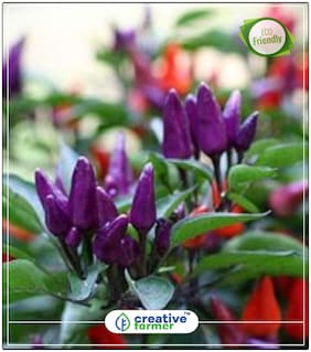 Seeds : Annual Ornamental Plant Seeds - Chilli Seeds Vegetable Seeds Economy Gardening Plant Seeds
