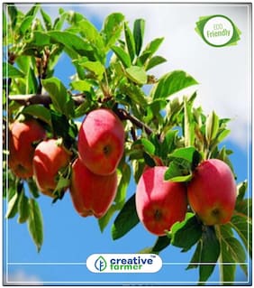 Seeds : Apple - Red / Orange Flush Seeds For Gardening Fruit Plant Seeds Economy Gardening Plant Seeds
