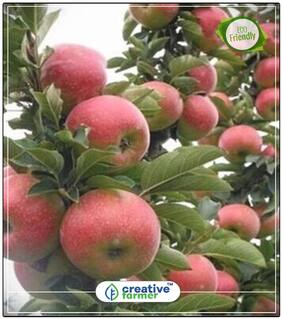 Seeds : Apple Seeds For Planting Seeds For Organic Farming Fruit Plant Seeds Economy Gardening Plant Seeds