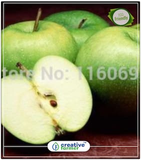 Seeds : Apple Seeds - Seb Seeds Fruit Plant Seeds Economy Gardening Plant Seeds