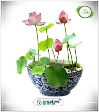 Seeds Aquatic Lotus (Mixed Colors) Flower Seeds Mixed Perfect Home Garden Plant Seeds