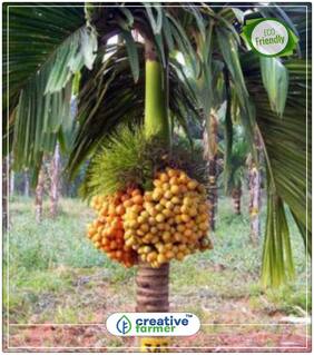 Seeds : Arecanut Seeds Economy Gardening Plant Seeds