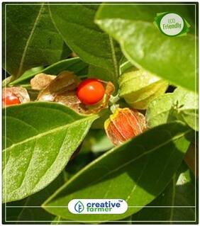 Seeds : Ashwagandha Indian Ginseng Seeds Herb Seeds For Garden Economy Gardening Plant Seeds