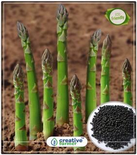 Seeds : Asparagus Herb Seeds For Kitchen Garden Economy Gardening Plant Seeds