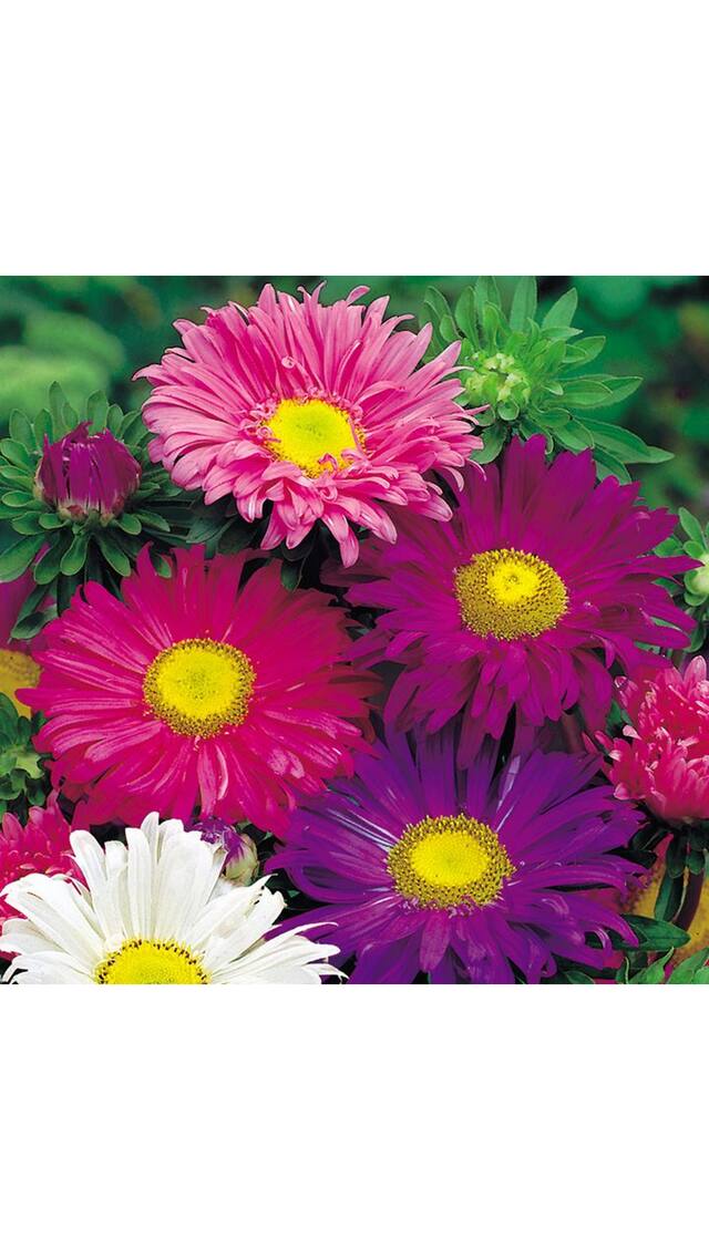 Seeds Aster Flower Multi-colour Indian Seeds for Home Garden