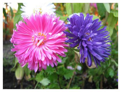 Seeds Aster Flower Mixed Colour Supe Germination Seeds