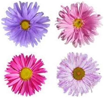 Seeds Aster Flower Multi-colour M Flowers Seeds
