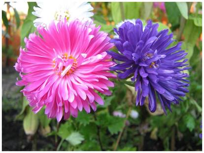 Seeds Aster Flower Multi-colour Quality Seeds