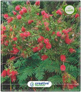 Seeds : Australian Plant Callistemon Flowering Plant Economy Gardening Plant Seeds