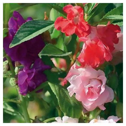 https://assetscdn1.paytm.com/images/catalog/product/H/HO/HOMSEEDS-BALSAMRDRO68855579A929D5/1563039815270_0..jpg