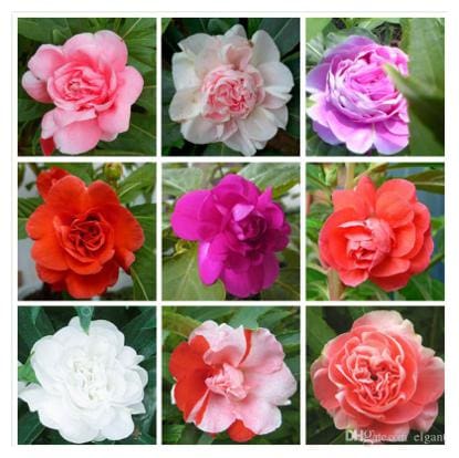 Seeds Balsam Flowers- Fine Quality Seeds - Pack of 30 Seeds