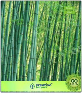 Seeds : Bamboo Seeds For Farming Bamboo Seeds Premium Economy Kitchen Garden Plant Seeds