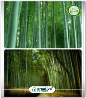 Seeds : Bamboo Seeds For Farming Bamboo Seeds Economy Gardening Plant Seeds