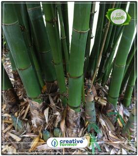 Seeds : Bamboo Seeds For Home Garden 10 Seeds Bamboo Seeds Economy Gardening Plant Seeds