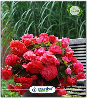 Seeds : Begonia Flower White Summer Flower Seeds Of India Economy Gardening Plant Seeds