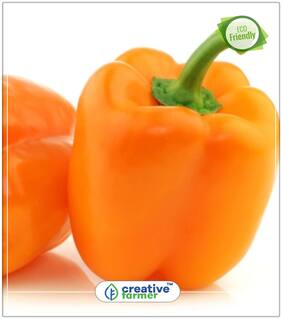 Seeds : Bell Pepper Capsicum - Orange Colour - Hybrid Ornamental Plant Seeds Economy Gardening Plant Seeds